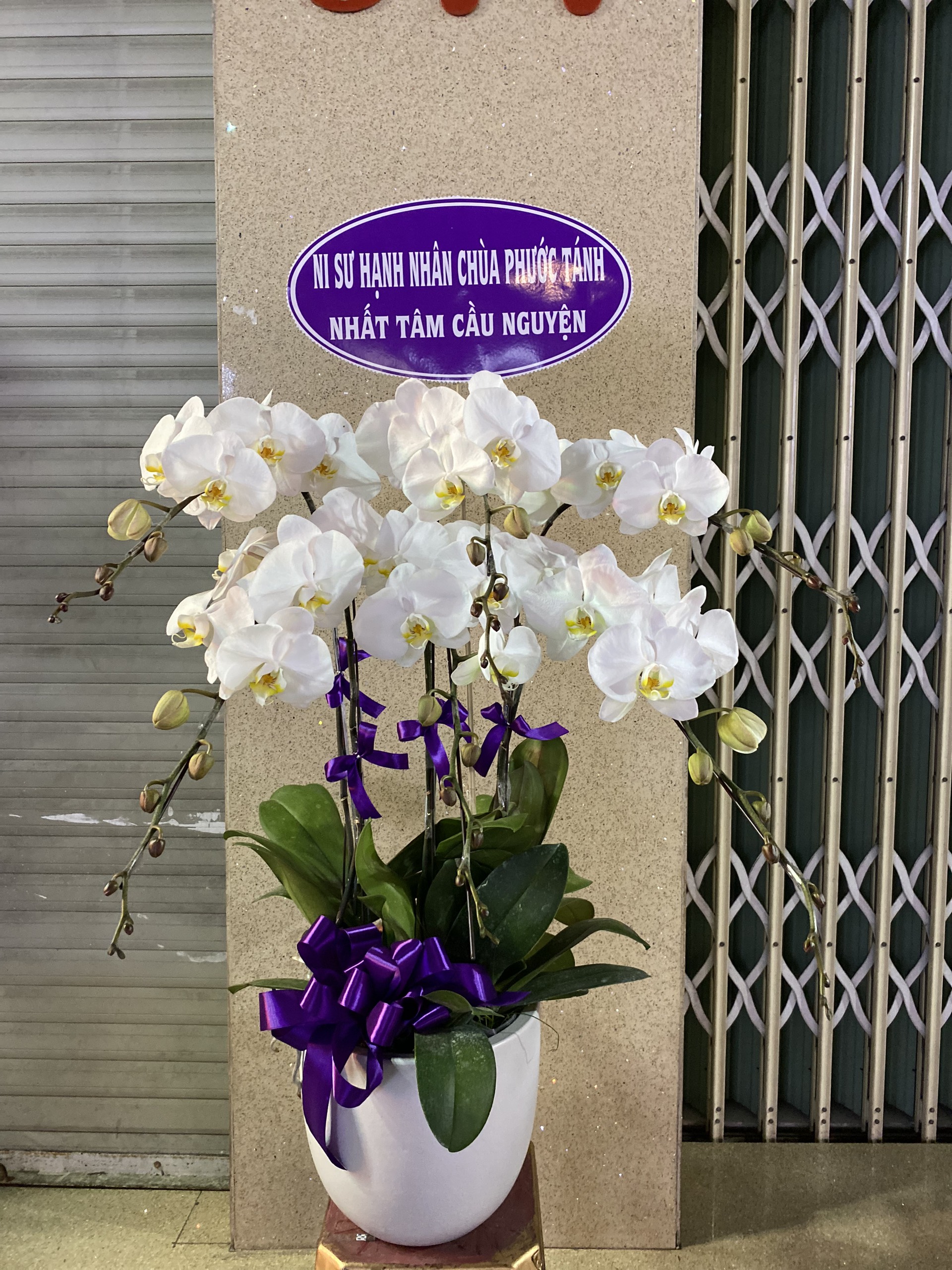 Hoa Lan Chia Buồn 00031